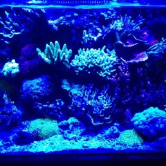 Aqua Reefs & Classic Beats