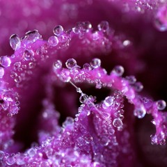 Dewdrops Of Delicious by Mina Bast