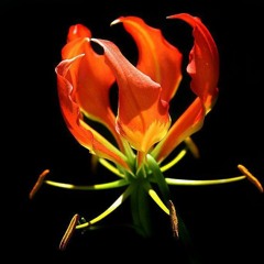 Tamil Eelam Karaoke - Megam Vanthu Keelirangi Muththam Kodukkum Maaveerargalin...