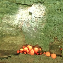 Jaw Harp Song <original>