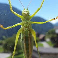 Wenn nicht jetzt,  ....... van Damme
