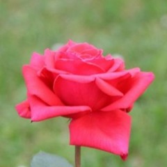 cover ANAK JALANAN by CHRISYE