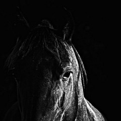 The Horse You Rode In On