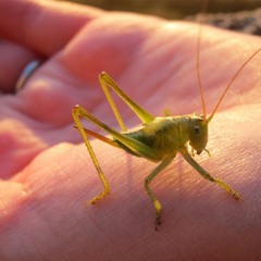 Little Grasshopper
