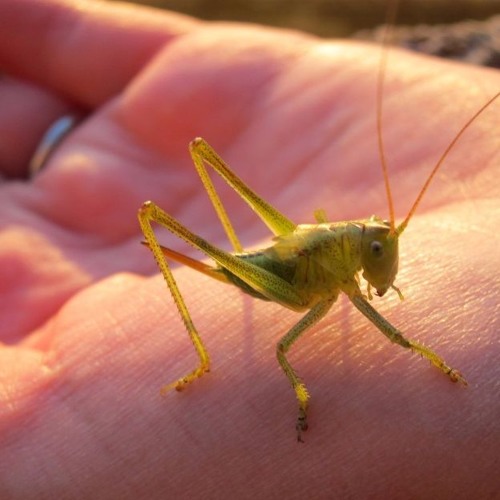 Little Grasshopper