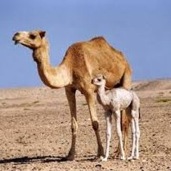 #جديد الساحة 1436   الجلاويات   مسيرة منقية   لفاء بن ملفي الجلاوي العتيبي