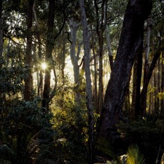 The Light Faded As The Forest Screamed