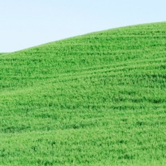 What is the Grass