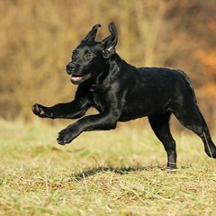 Run run run
