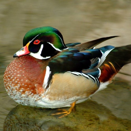 a duck hunter anthem