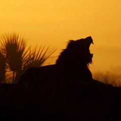 La gazelle et le lion