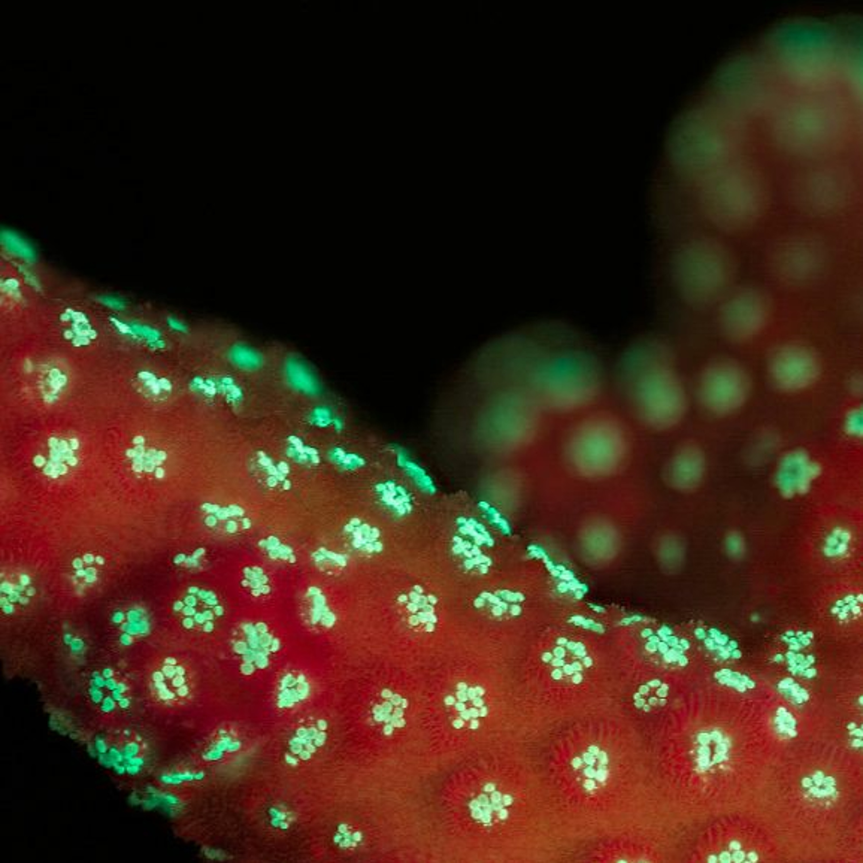 Stylophora Reef Dance episode artwork