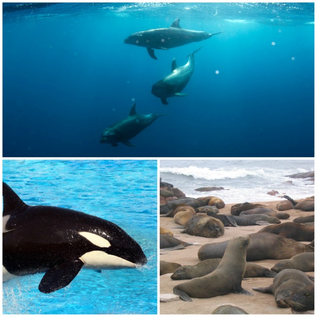 Orca Sound Effect Stream Marine Mammals: Dolphins, Orca, Sea Lions Sound Effects by A ...