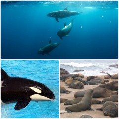 Marine Mammals: Dolphins, Orca, Sea Lions Sound Effects