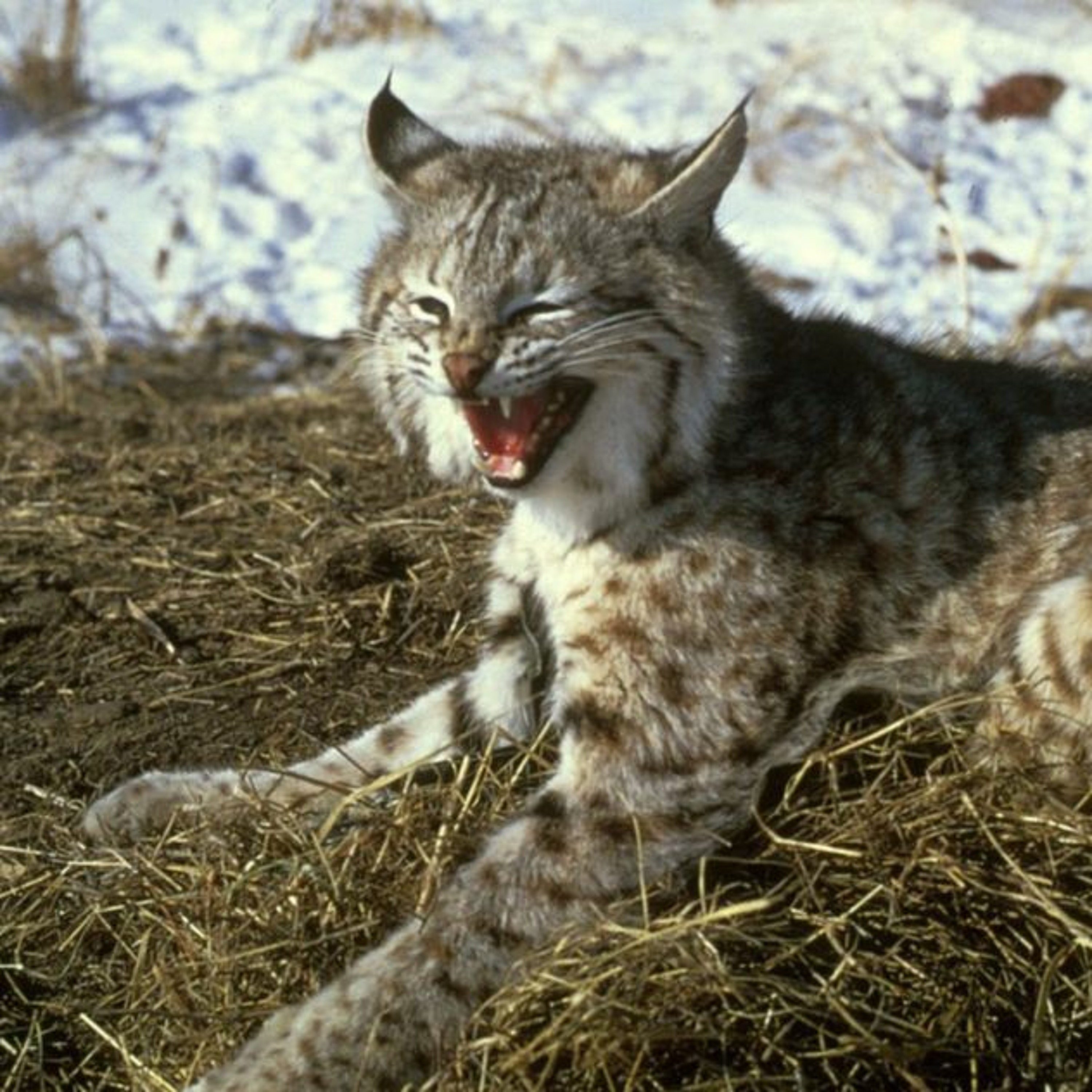 The Bobcat. episode artwork