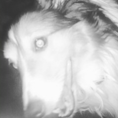 Cover of House of gold by twenty one pilots