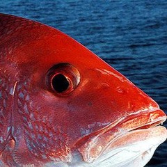 Red Snapper