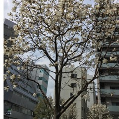 『Oyasuminasai』