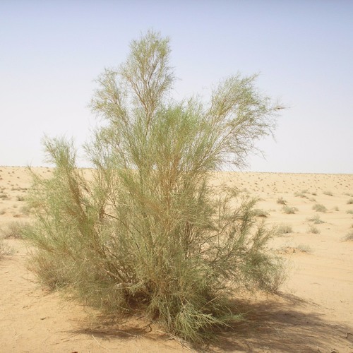 بكائية مالك بن الريب التميمي