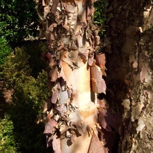 Stream Meet The River Birch by Triangle Gardener Enjoyable Gardening