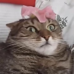 The derp playlist