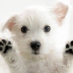 Suicidal Romance (r.cut 1) - lyrics & vocals by Natalie <3