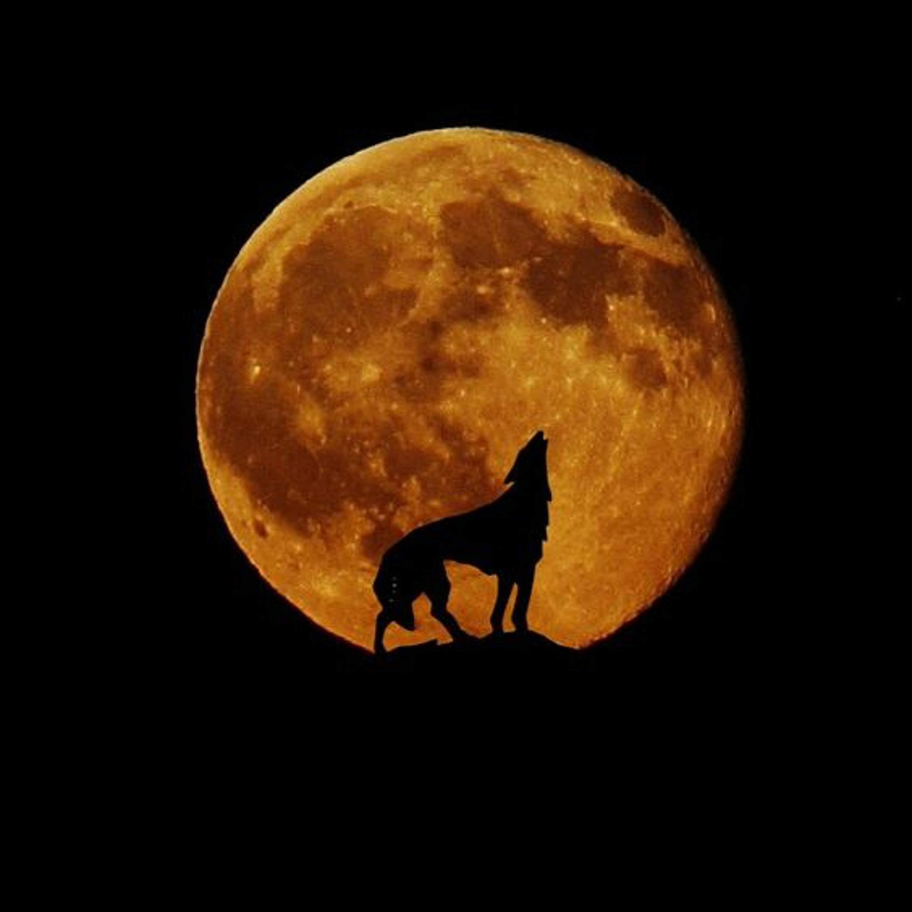 Why Do Wolves Howl? episode artwork