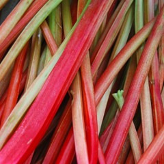 Rhubarb