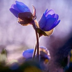 .أحبيني.. فقط أحبيني