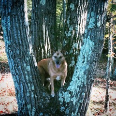 Mud Dog (Tape Version) - 4 19 16, 9.59 PM