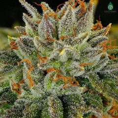 General Levy - Herb Herb Herb (Sigh-Fur Jungletekno Bootleg)