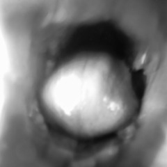 Stray Dogs - windings