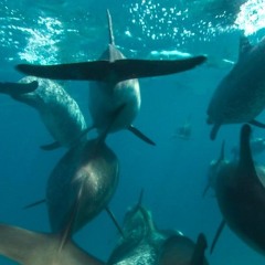 Die Botschaft der Delfine