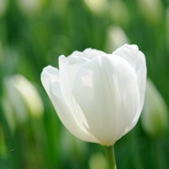 سورة القيامة | روووووعة