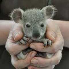 koala?! (and the K-Holes)