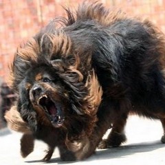 Rumble At Your Party #1