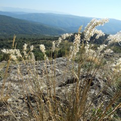 Asya & Miro - Pustono Ludo i Mlado