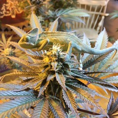 MARTIAL - Promo Mix Opération Débauche