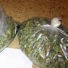 Polo X Shanobi - Packs