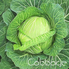 Cabbage