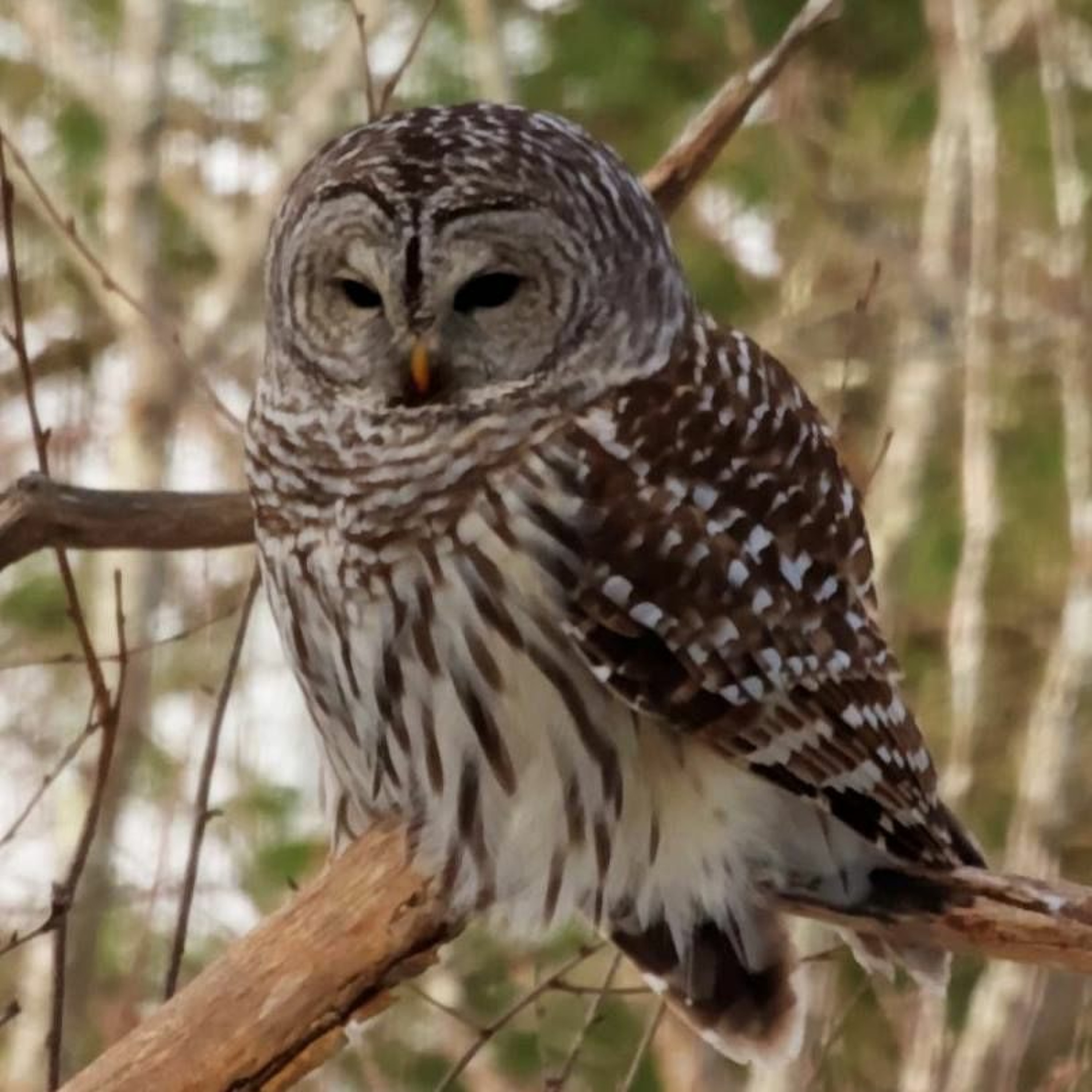 Barred Owls episode artwork