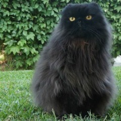 All Cats Are Gray/Primary (The Cure cover)