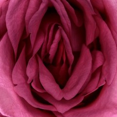 Pussy Problem (PP) By- K.Smoove