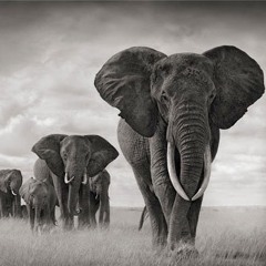 ELEPHANTS (Snippet)