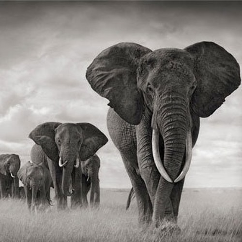 ELEPHANTS (Snippet)