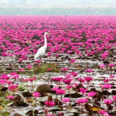 Flowers On The Water