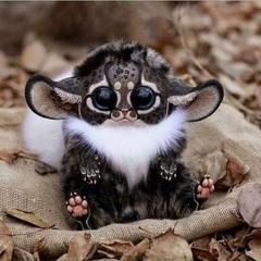 High ! (Music Is the Language of our Soul)