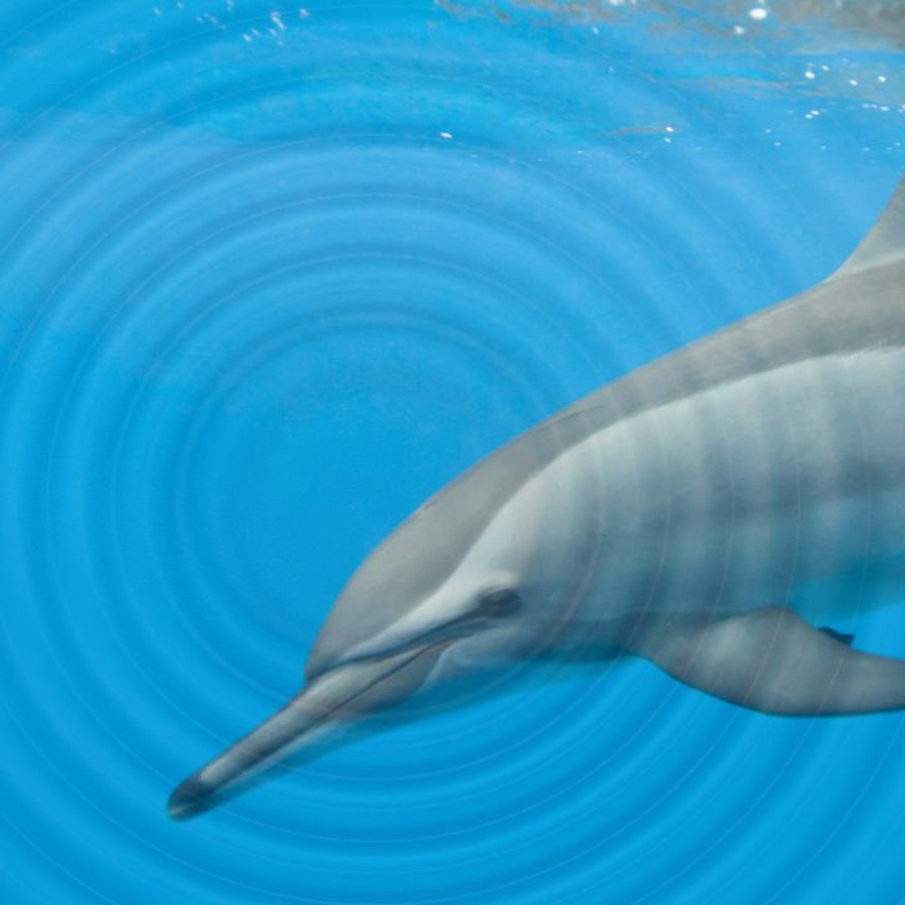 How Echolocation Works in Dolphins? episode artwork