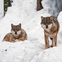Wolves