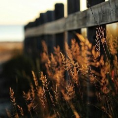 دع عنك عذلي - الشيخ أحمد حمادي